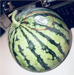 吃炸裂瓜网红,揭秘美食界的“炸裂”传奇