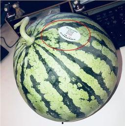 网红吃瓜搞笑,带你领略网络狂欢盛宴