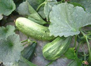 吃瓜网怎么用,轻松掌握网络吃瓜技巧