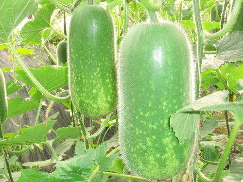 吃瓜网j2a,带你走进神秘的网络世界