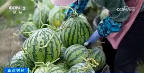 康乐网红吃瓜视频大全集