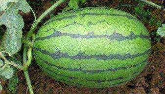 吃瓜网24小时吃瓜黑料,揭秘娱乐圈最新黑料风云