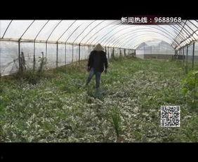 51吃瓜中心官网,揭秘娱乐圈幕后故事，带你领略娱乐风云变幻