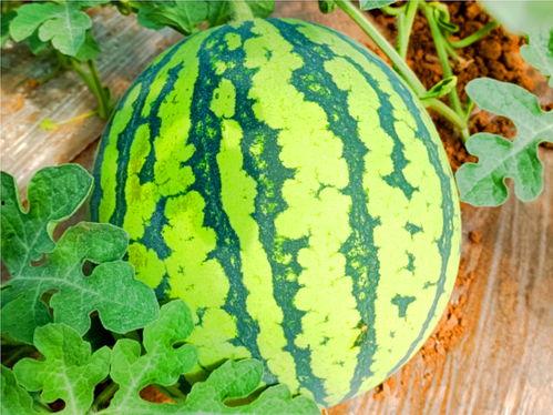 江苏网红吃瓜事件